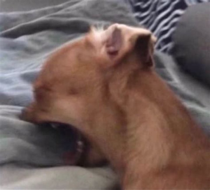 Unleashing Laughter: The Phenomenon Of The Chihuahua Meme